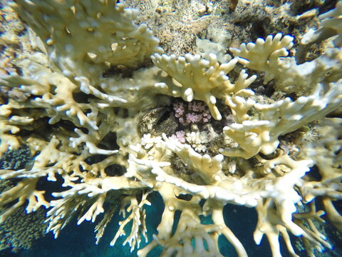 millepora dichotoma hydrozoan hard reef builder that is capable of making calcium shell