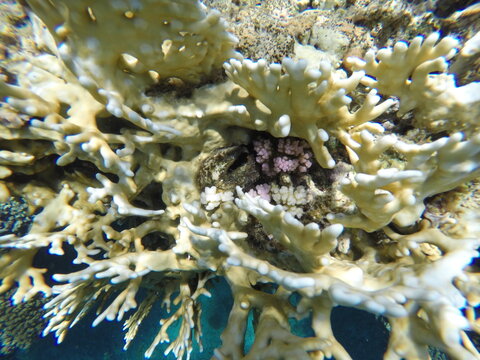 millepora dichotoma hydrozoan hard reef builder that is capable of making calcium shell