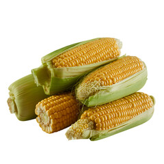 Harvest bounty Golden corn on the cob fresh and ripe a symbol of summer on transparent background