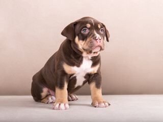 Cute adorable american bully puppy on isolated background
