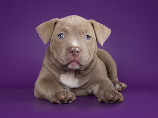 Cute adorable american bully puppy on isolated background looking at camera