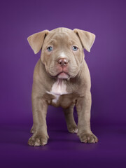 Obraz premium Cute adorable american bully puppy on isolated background looking at camera