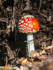 Fly agaric (Amanita muscaria) is a poisonous and psychoactive mushroom, one of many in the genus...
