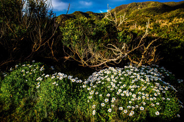 dramatic coastline with rocks of Madeira, Portugal