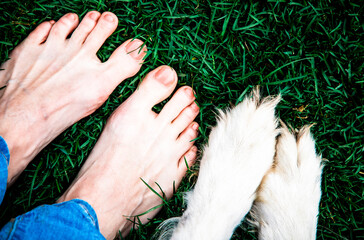 top view of dog paws and female feet in grass best friends