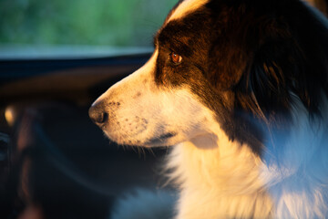 happy white dog travelling in a car