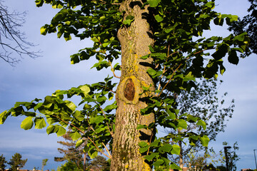 detail of a tree with green leaves