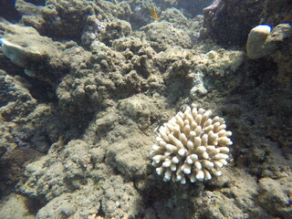 acropora humilis scleractinian coral of hexacorallia anthozoa © Michaela Holubová