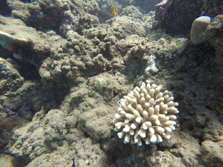 acropora humilis scleractinian coral of hexacorallia anthozoa © Michaela Holubová
