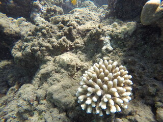 acropora humilis scleractinian coral of hexacorallia anthozoa