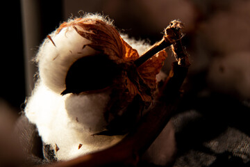 Dry cotton branch in sunlight in dim light