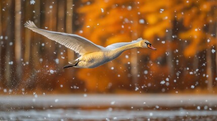 Swan in flight, autumnal scene