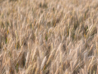 Golden wheat fields in summer during Grain in Ear solar term