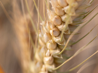 Golden wheat fields in summer during Grain in Ear solar term