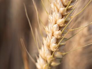 Golden wheat fields in summer during Grain in Ear solar term
