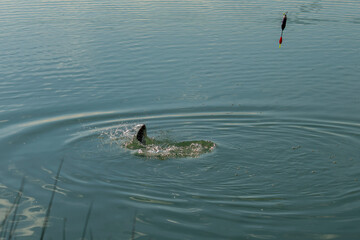 Obraz premium Aufnahme beim fangen eines Fisches, am See.