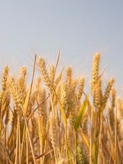Golden wheat fields in summer during Grain in Ear solar term