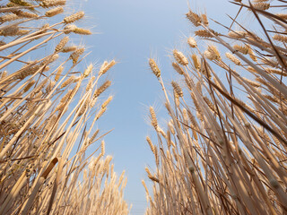 Golden wheat fields in summer during Grain in Ear solar term