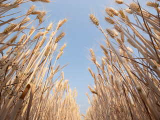 Golden wheat fields in summer during Grain in Ear solar term