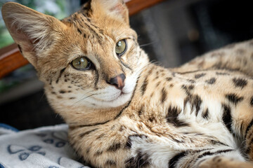 Calm sleeping Savannah F1 Hp cat kitten 6 month female  closeup