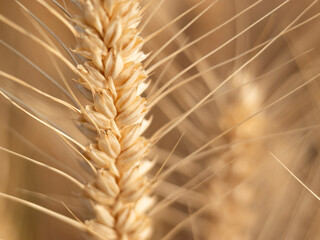 Golden wheat fields in summer during Grain in Ear solar term