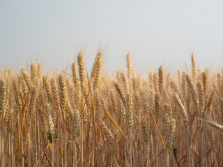 Fototapeta premium Golden wheat fields in summer during Grain in Ear solar term