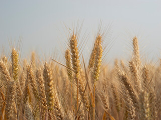 Golden wheat fields in summer during Grain in Ear solar term