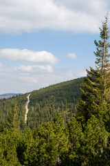 Mountain Trail Through Pine Forest - Karkonosze National Park