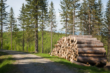 Logged Timber Stack - Karkonosze National Park