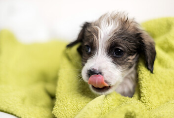 puppy wrapped in towel sitting on bed after taking a bath.clean baby dog is playing and...