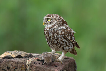 Little owl (Athene noctua) eating a mouse in the meadows in the Netherlands with a green background