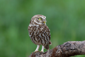 Little owl (Athene noctua) sitting in the meadows in the Netherlands