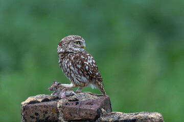 Little owl (Athene noctua) eating a mouse in the meadows in the Netherlands with a green background