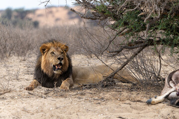 Lion (Panthera leo) hanging around in the sand of the Kalahari Desert. This dominant male lion was protecting his prey in the Kgalagadi Transfrontier Park in South Africa.