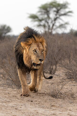 Lion (Panthera leo) hanging around in the sand of the Kalahari Desert. This dominant male lion was protecting his prey in the Kgalagadi Transfrontier Park in South Africa.