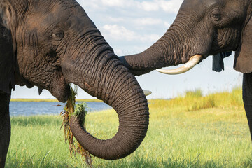 Close encounter with bull elephants from a boat. African elephant bulls playing  in the water of the Chobe River between Botswana and Namibia in the green season.