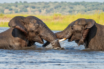 Close encounter with bull elephants from a boat. African elephant bulls playing  in the water of the Chobe River between Botswana and Namibia in the green season.