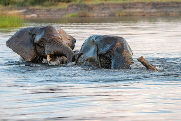 Close encounter with bull elephants from a boat. African elephant bulls playing  in the water of the Chobe River between Botswana and Namibia in the green season.