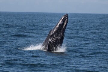 Fototapeta premium whale in half air