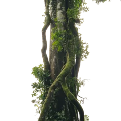 Ancient mossy tree trunk embraced by winding vines symbolizing nature s on transparent background © Sultan
