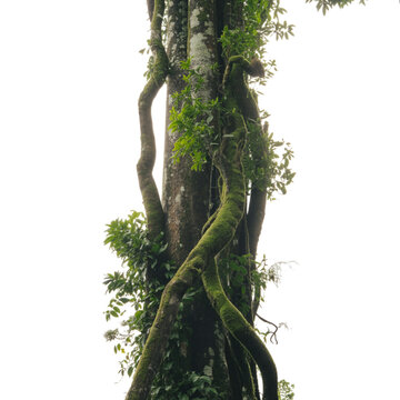 Ancient mossy tree trunk embraced by winding vines symbolizing nature s on transparent background