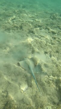 Snorkelling nelle acque di Sharm el Sheikh. Pastinaca dalle macchie blu