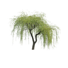 Serene willow tree gently weeping a symbol of resilience and growth on transparent background