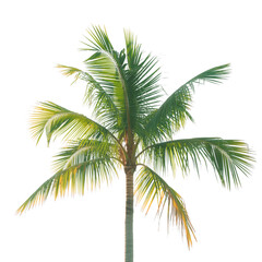 Naklejka premium Tropical tranquility A vibrant palm tree swaying against the dark night on transparent background