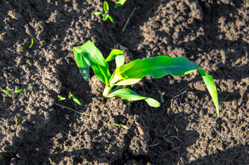 A young corn plant sprouts from rich, dark soil, basking in sunlight in a vibrant spring landscape