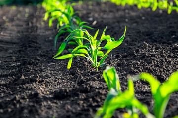 Young corn plants thrive in rich soil under bright sunlight, highlighting the beauty of agricultural growth in a rural setting