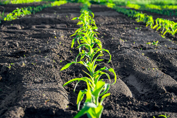 Vibrant young corn plants thrive in organized rows, basking in sunlight across a well-tended agricultural field