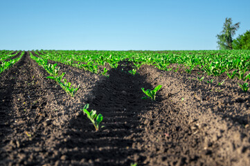 Rows of young sugar beet plants thrive in nutrient-rich soil, basking in sunlight under a clear blue sky, showcasing agricultural growth