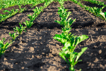 Rows of young sugar beet plants stretch across fertile soil, showcasing vibrant green leaves during...