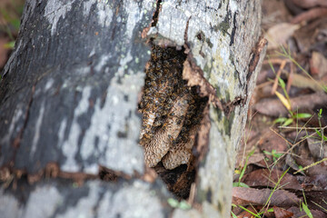Active Africanized bee colony with visible honeycomb inside a tree trunk cavity. Blurred natural background.